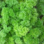 Pietruszka naciowa Mooskrause 2 nasiona 5g - VILMORIN