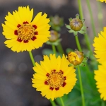 Nachyłek niski żółty nasiona 1g  - TORSEED