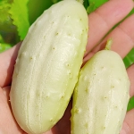 Ogórek White Wonder biały nasiona 1g - TORSEED