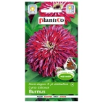 Cynia daliowa Burnus nasiona 1g - PlantiCo