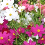 Onętek kosmos mieszanka 1g - TORAF