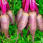 Burak Opolski długi nasiona 10g - TORAF