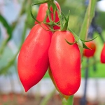 Pomidor Malinowy Bosman nasiona 0,5g - PlantiCo