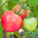 Pomidor Bawole Serce nasiona 0,2g - TORSEED