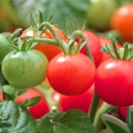 Pomidor gruntowy karłowy  Vilma nasiona 0,3g - TORAF