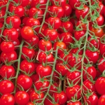 Pomidor koktajlowy wysoki Cerise "Czereśniowy" 1g- VILMORIN