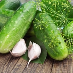 Ogórek Polan F1 nasiona 5g - TORAF