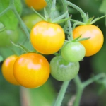 Pomidor Aztek nasiona 0,2g - POLAN