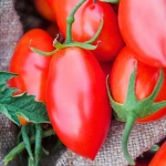 Pomidor gruntowy Sanmaro F1 nasiona 0,1g - TORAF