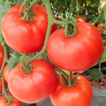 Pomidor  wysoki Tolek nasiona 0,1g - TORSEED