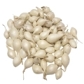 Cebula Dymka Biała White Globe do sadzenia 250g wiosenna