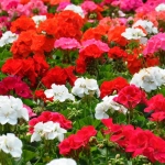 Pelargonia rabatowa mix 25 szt. nasion - TORAF