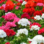 Pelargonia rabatowa mieszanka F2 nasiona 0,05g - W. Legutko 