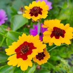 Nachyłek dwubarwny nasiona 2g - TORSEED