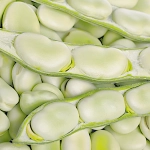 Bób Rambos nasiona 1000g - PlantiCo