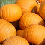 Dynia olbrzymia Bambino nasiona 500g - PlantiCo