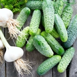 Ogórek gruntowy Śremski mieszaniec nasiona 50g - PlantiCo