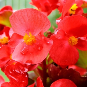 Begonia stale kwitnąca purpurowoczerwona nasiona 0,01g  - TORSEED