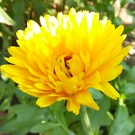 Nagietek lekarski nasiona 1g - TORAF