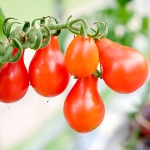 Pomidor gruntowy wysoki Red Pear nasiona 0,2g - PlantiCo