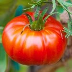 Pomidor gruntowy Marmande nasiona 0,5g - POLAN