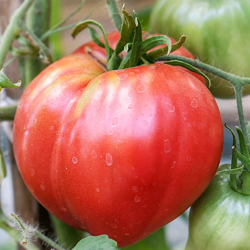 Pomidor gruntowy wysoki Herodes nasiona 0,3g - VILMORIN