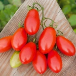 Pomidor gruntowy karłowy Kmicic 1g - W. Legutko