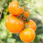 Pomidor gruntowy wysoki Złoty Ożarowski 0,5g - W. Legutko