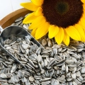 Słonecznik jadalny nasiona 500g - PlantiCo