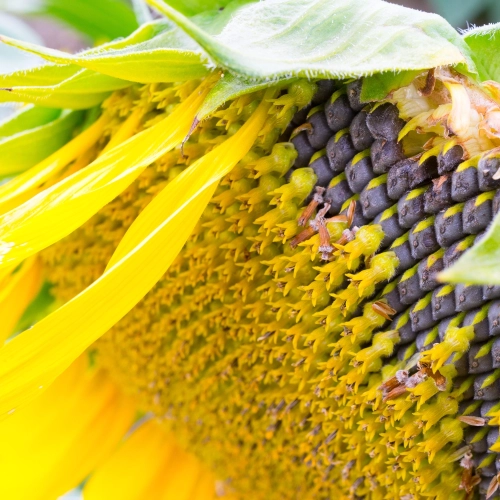 Słonecznik jadalny nasiona 500g - PlantiCo