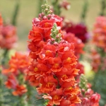 Lwia paszcza karłowa Portos nasiona 0,5g - PlantiCo