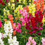 Lwia paszcza karłowa mieszanka nasiona 0,5g - TORAF