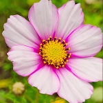 Onętek Picotee nasiona 0,5g - TORAF