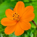 Onętek siarkowy mieszanka nasiona 1g - W. Legutko