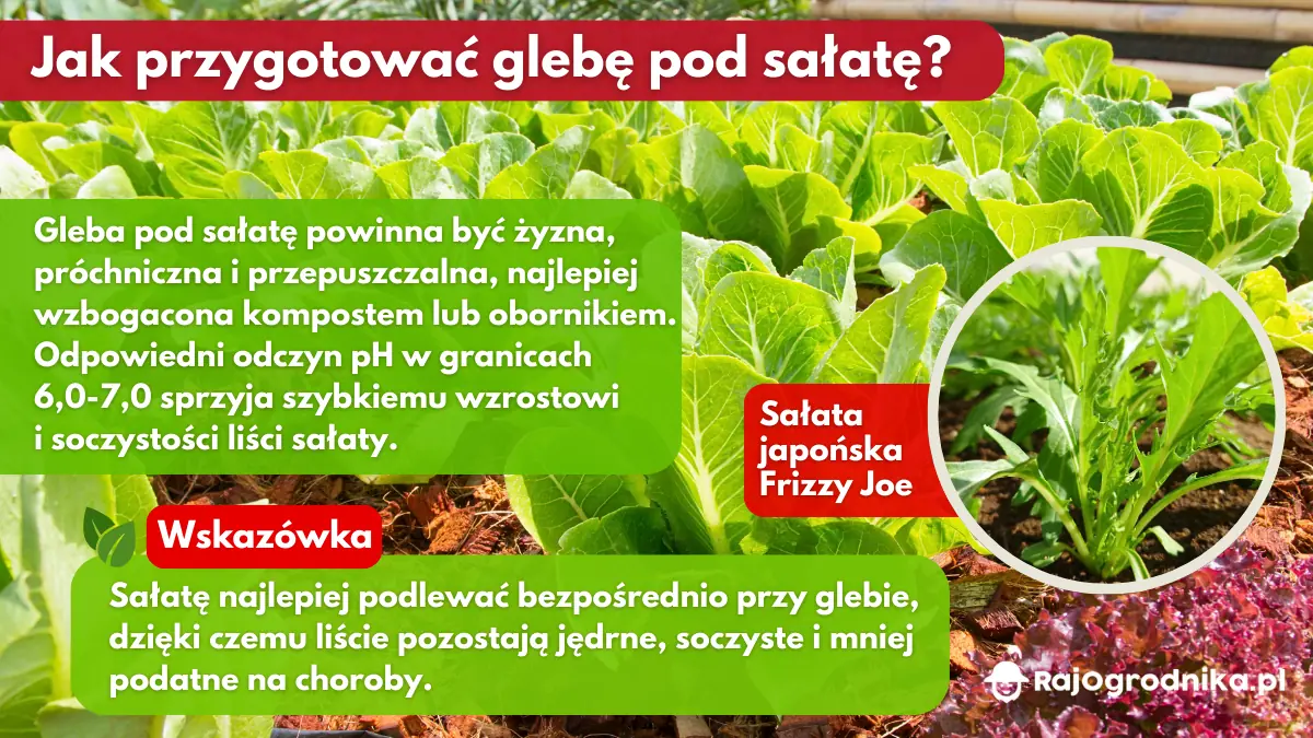 Jak-przygotować-glebę-pod-sałatę-blog-sklep-rajogrodnika