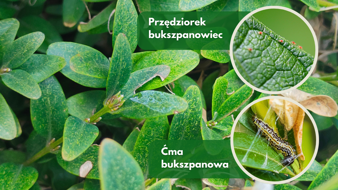 Przędziorek na bukszpanie zwalczanie blog rajogrodnika