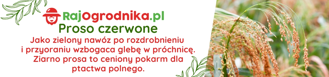 Baner Proso czerwone na poplon 1kg nasiona sklep rajogrodnika.webp
