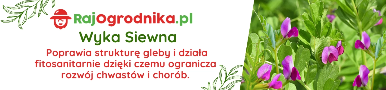 Wyka siewna na poplon zielonkę nasiona 25kg - sklep RajOgrodnika.pl