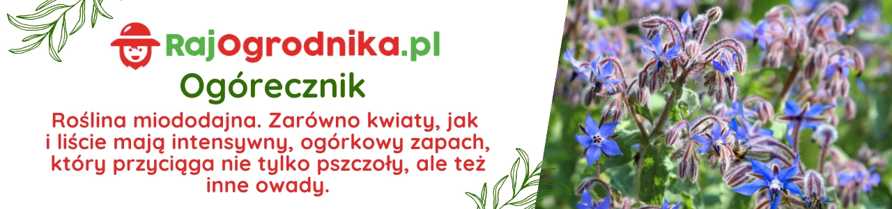 Ogórecznik nasiona sklep rajogrodnika