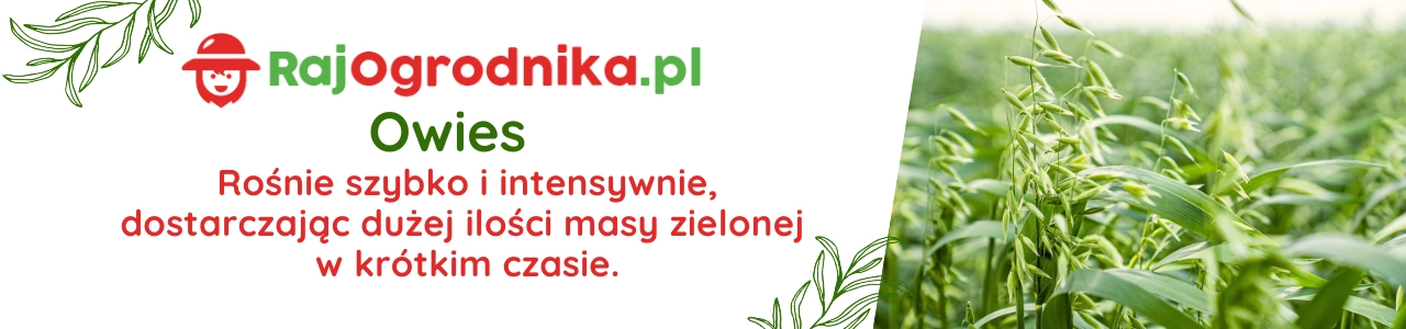 Poplon baner Owies nasiona 1kg sklep rajogrodnika.webp