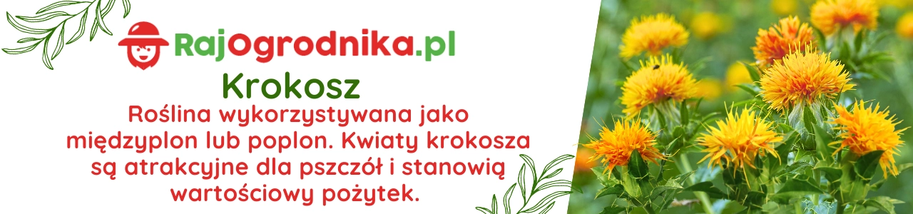 Poplon banery Krokosz nasiona 1kg sklep rajogrodnika.webp