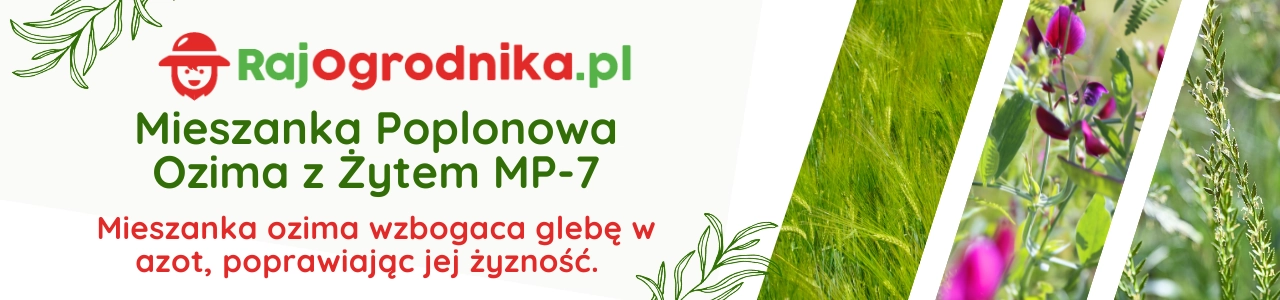 Poplon banery Mieszanka Poplonowa Ozima z żytem nasiona sklep rajogrodnika.webp