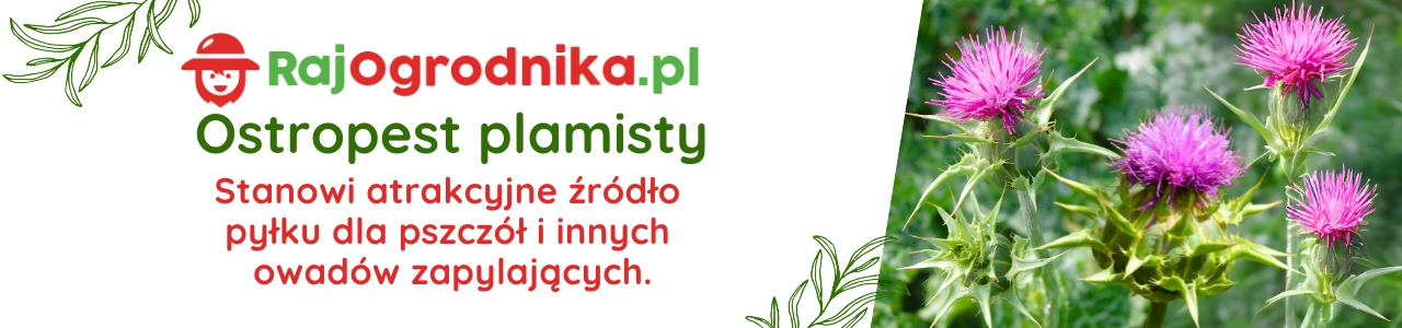 Poplon banery Ostropest plamisty nasiona 1kg sklep rajogrodnika.webp