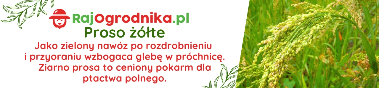 Poplon banery Proso żółte nasiona sklep rajogrodnika.webp