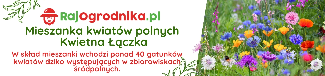 Toraf Mieszanka kwiatów połnych Kwietna Łączka nasiona 20g sklep rajogrodnika