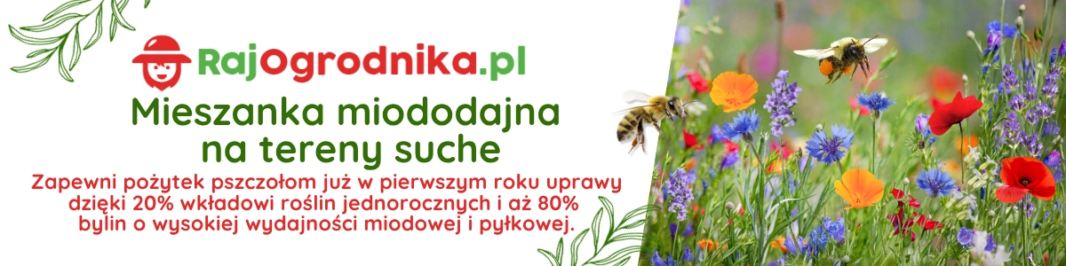 TORAF Mieszanka bylinowa baner roślin miododajnych na tereny suche nasiona sklep rajogrodnika