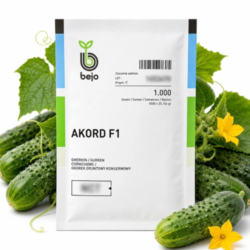 Ogórek gruntowy Akord F1 nasiona BEJO sklep rajogrodnika