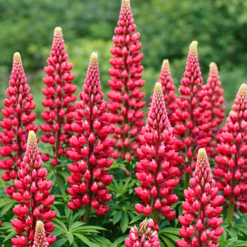 Łubin Czerwony piękne kwiaty kłącze sklep rajogrodnika