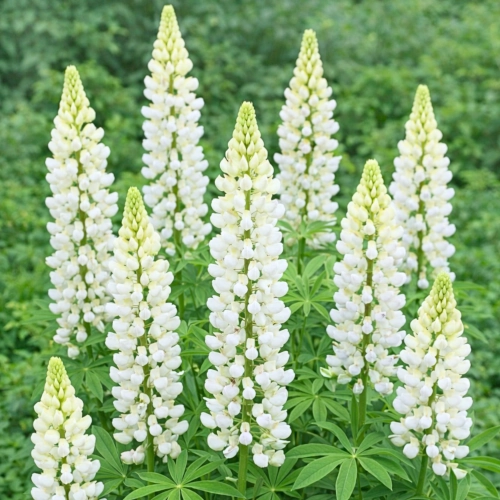 Łubin Lupinus piękne białe kwiaty kłącze sklep rajogrodnika