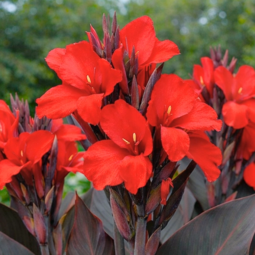 Canna Kanna Black Night czerwone kwiatostany ciemne liście kłącze 1szt sklep rajogrodnika